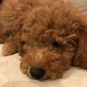 Meet your Posher, Danielle